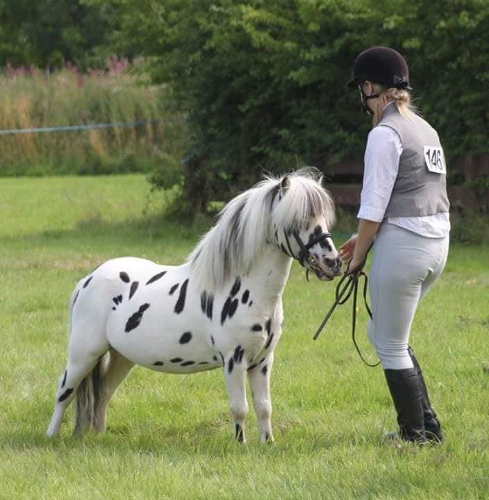 British Spotted Pony Society